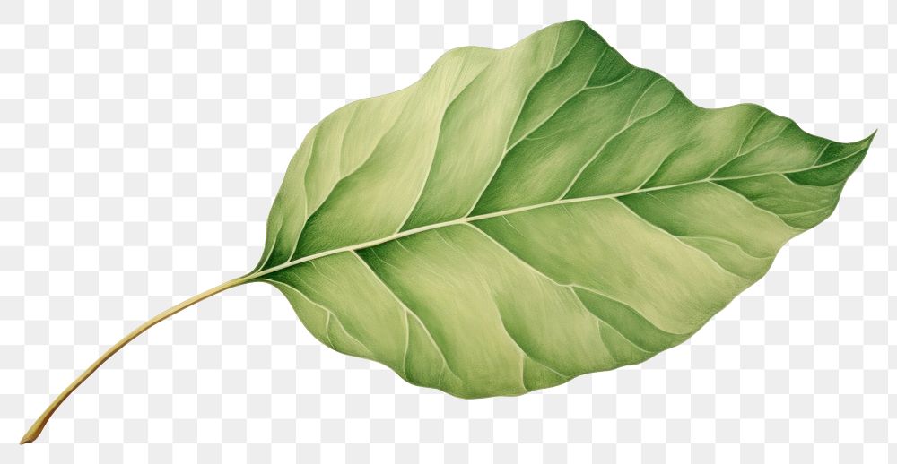 PNG Botanical illustration of a leaf plant fragility pattern.