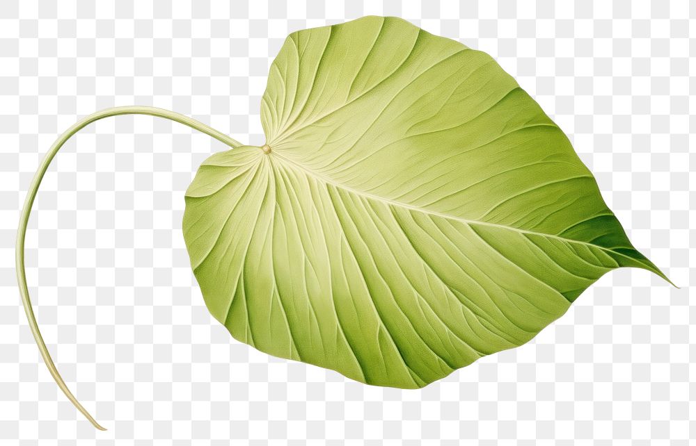 PNG Botanical illustration of a leaf plant xanthosoma pattern.