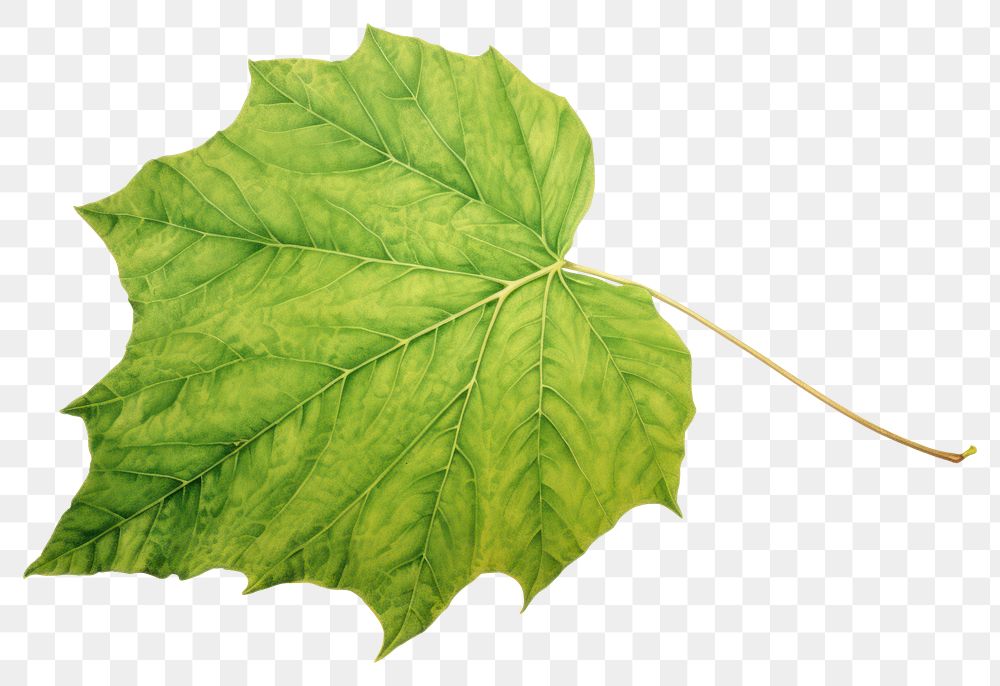 PNG Botanical illustration of a leaf plant tree freshness.