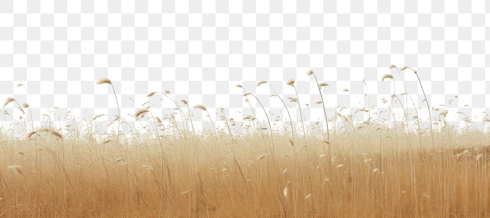 PNG Dried grass flower field sky outdoors horizon
