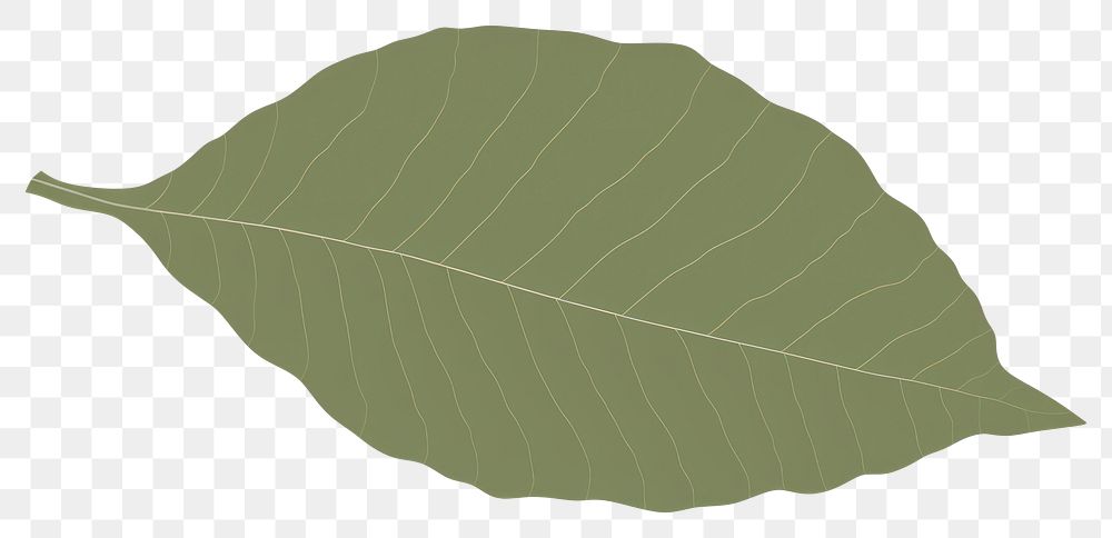 PNG Illustration of a tree leaf border plant pattern nature.