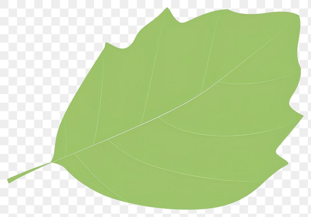 PNG Illustration of a tree leaf border plant sycamore circle.