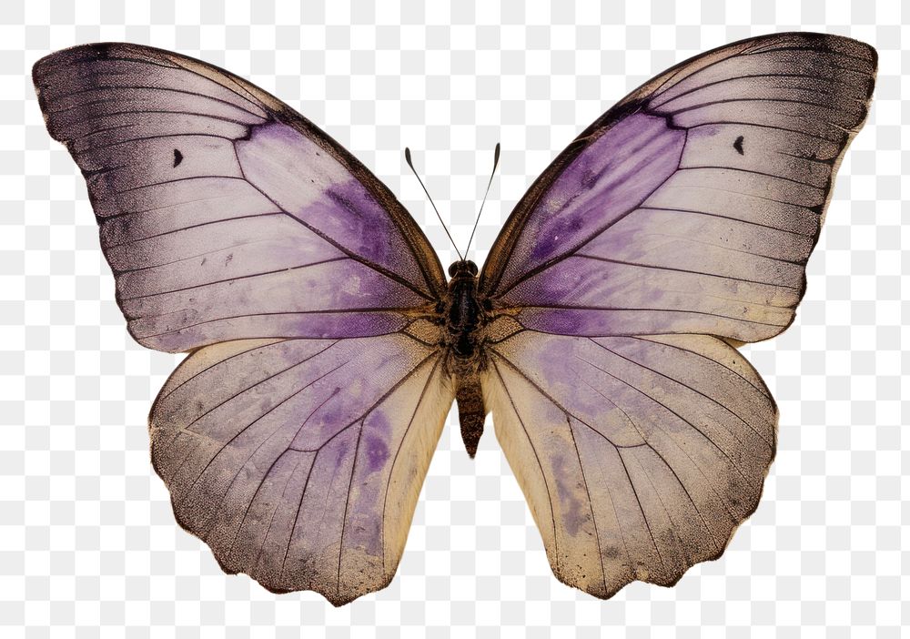 PNG Real Pressed purple butterfly animal insect moth