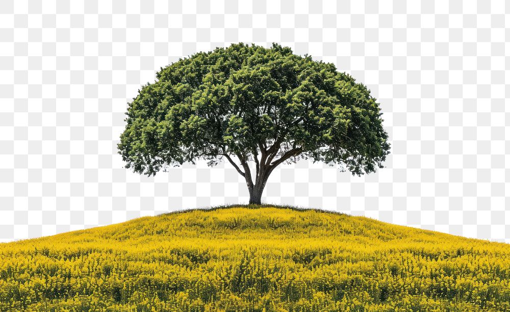 PNG Elm Tree tree landscape ground.
