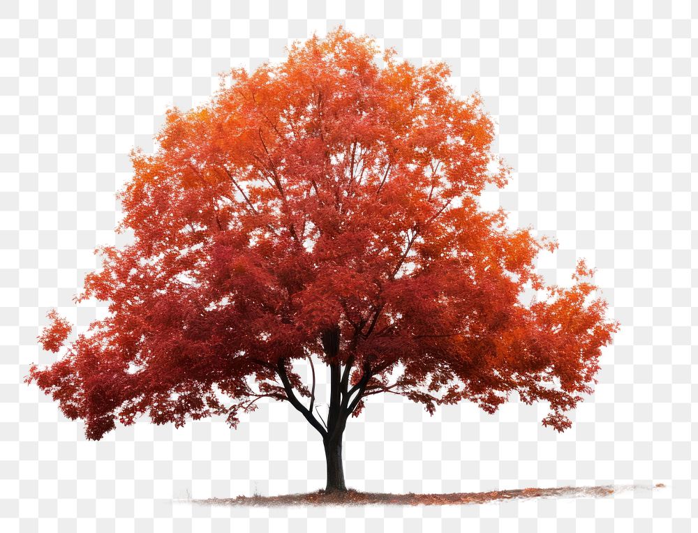 PNG Maple Tree maple tree autumn.