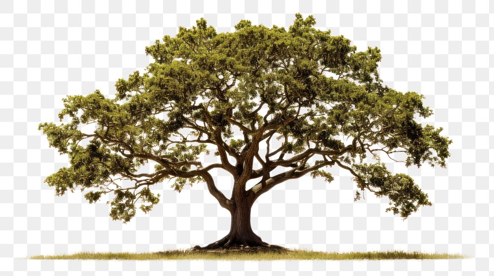 PNG Oak Tree tree plant oak.