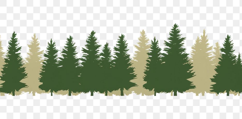 PNG  Illustration of pine tress border plant tree fir.