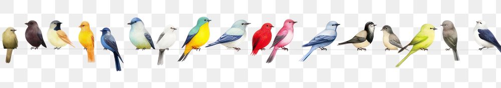 PNG Birds animal parrot white background.