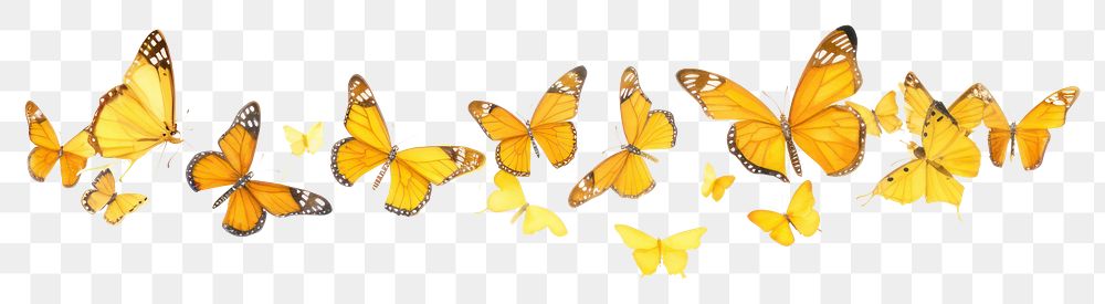 PNG Golden butterflies butterfly animal insect.