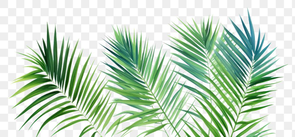 PNG Palm leaves backgrounds nature plant.