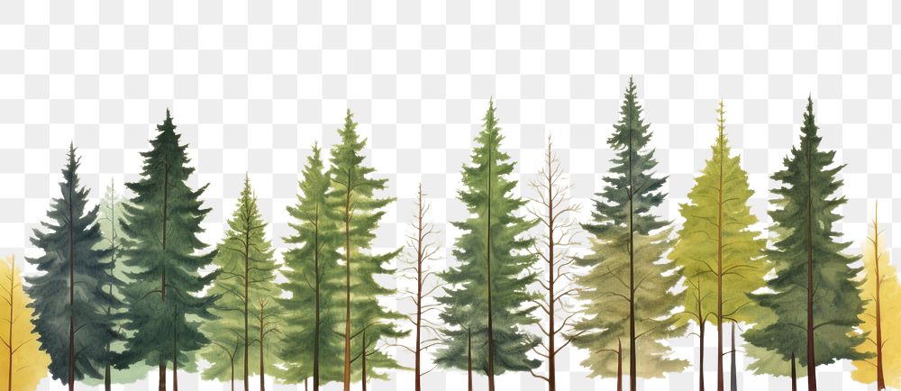 PNG Pine trees backgrounds plant fir.