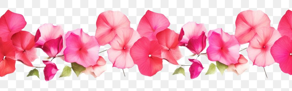 PNG Pink flowers petal plant white background.