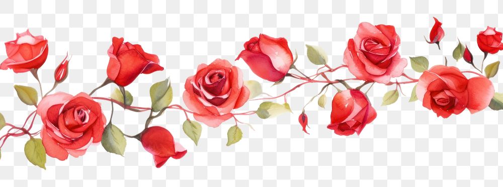 PNG Red roses flower plant white background.