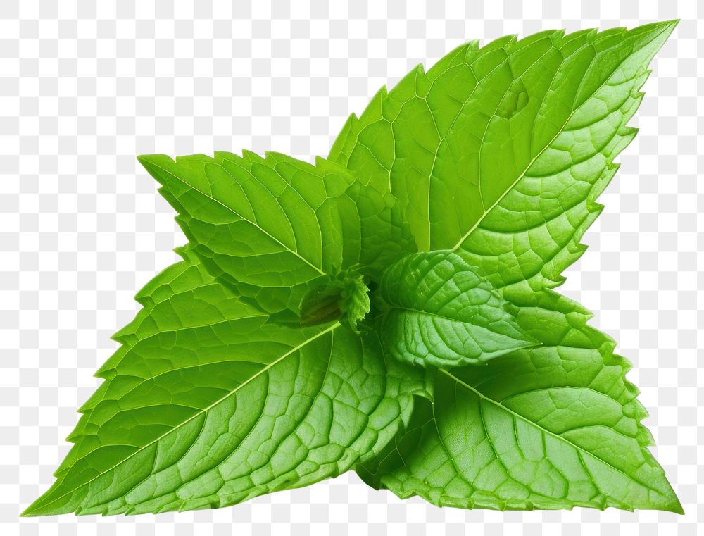 PNG Peppermint leaf plant herbs white background.