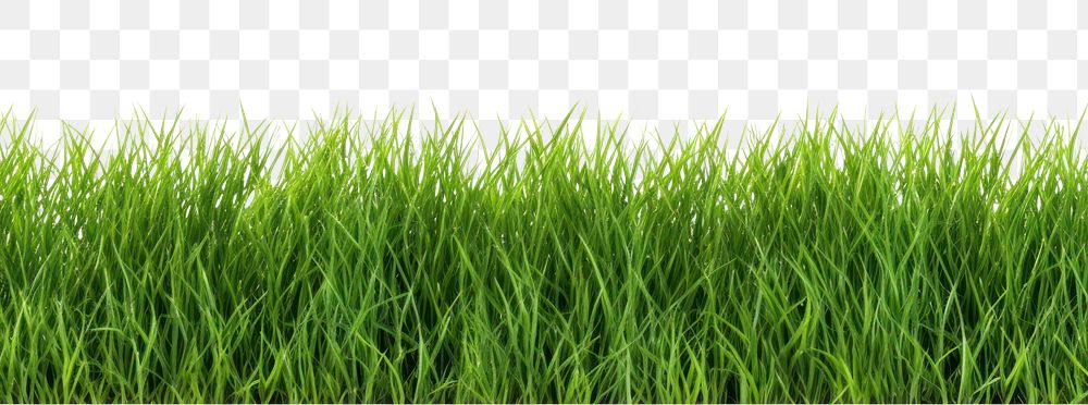 PNG Realistic seamless grass border backgrounds plant lawn.