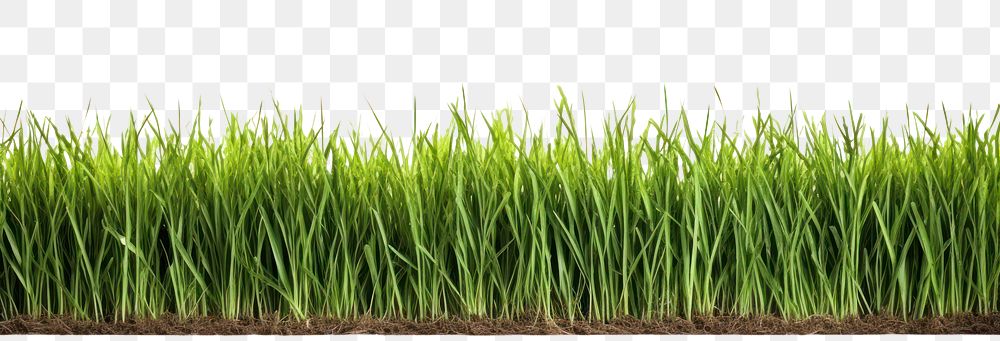PNG Realistic seamless grass border plant soil lawn.