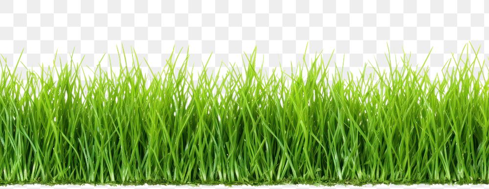 PNG Realistic seamless Kentucky Bluegrass border plant lawn white background.