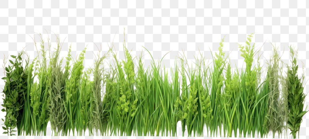 PNG Realistic seamless Ryegrass border outdoors nature plant
