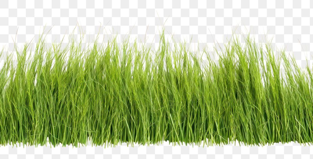 PNG Realistic seamless Tall Fescue grass border plant lawn white background.