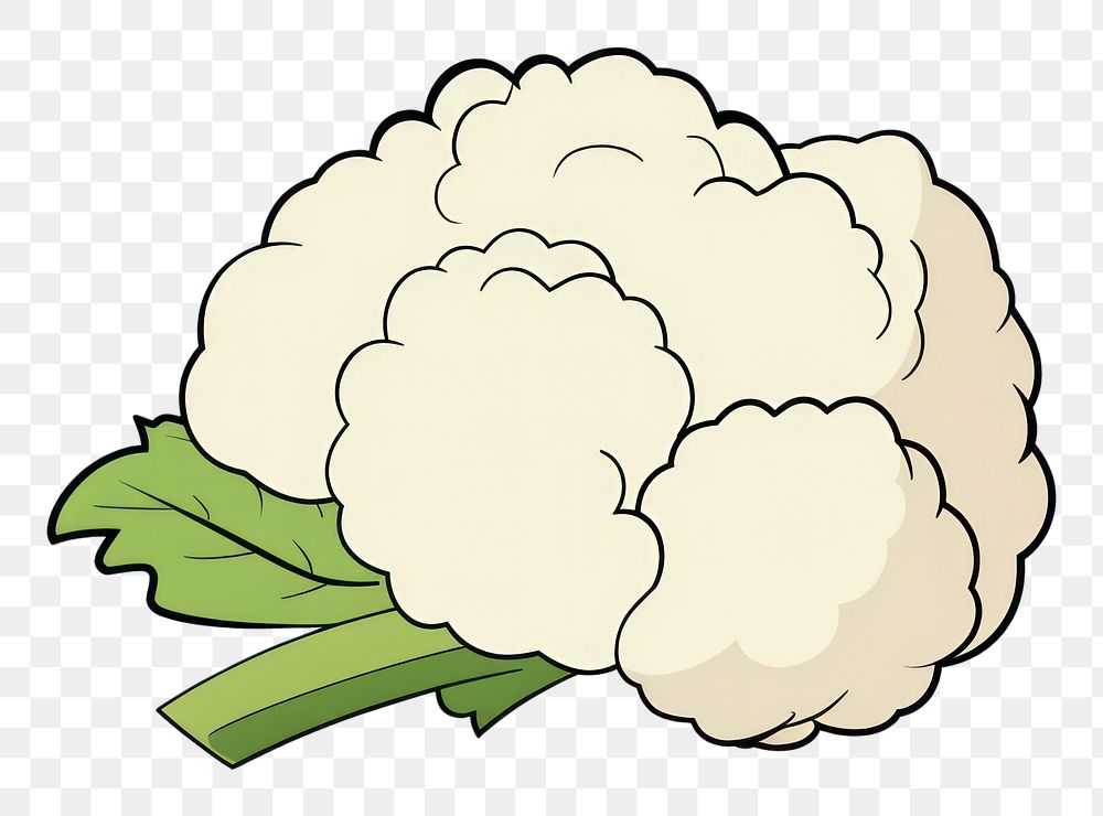PNG Cauliflower vegetable white plant.