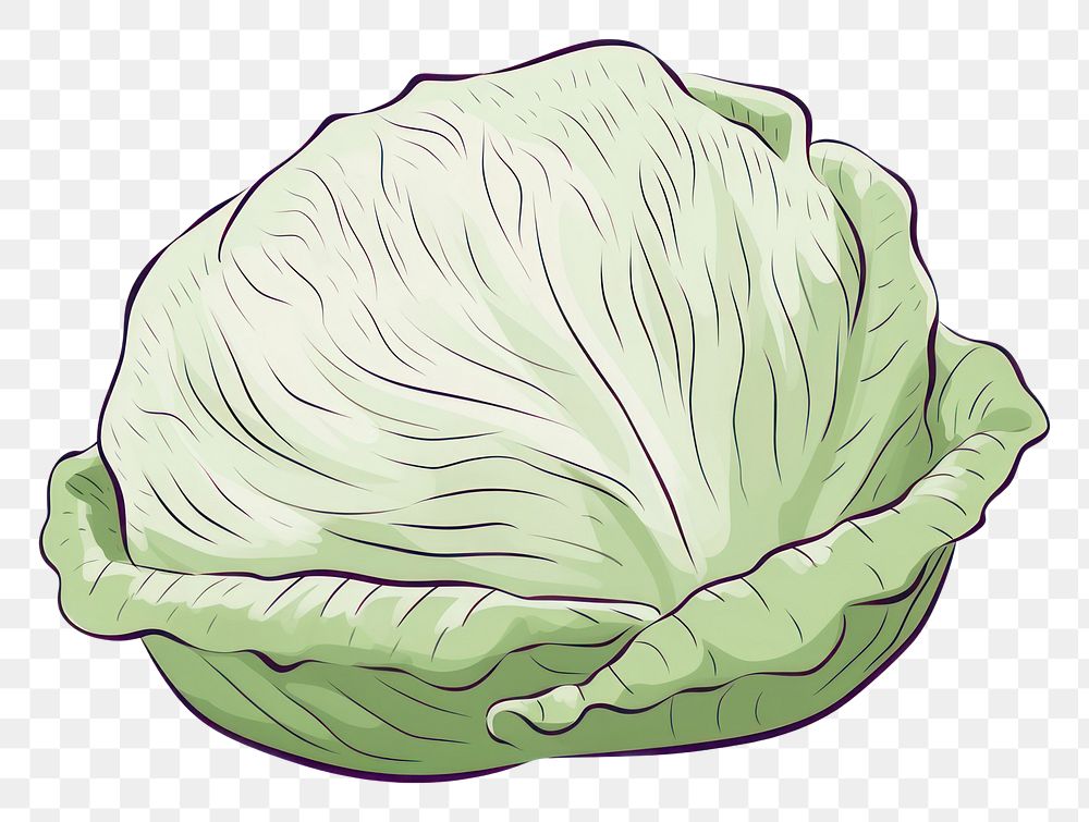 PNG Cabbage vegetable plant food.