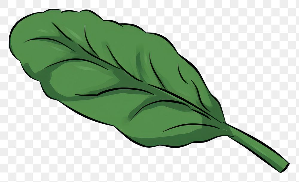 PNG Spinach plant leaf vegetable.