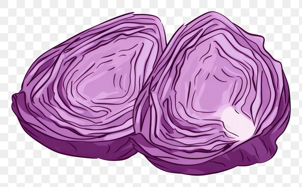 PNG Cabbage vegetable drawing line.