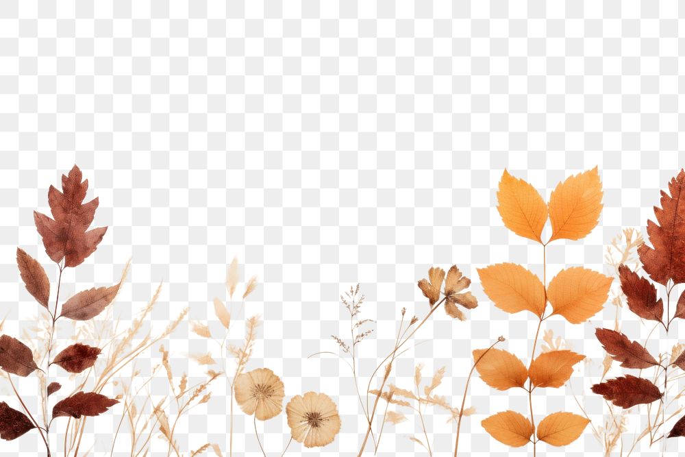 PNG  Real pressed autumn leaves flower backgrounds outdoors.
