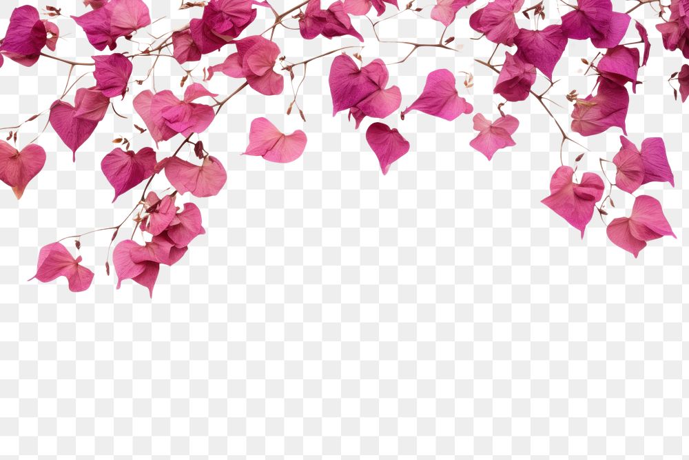 PNG  Real pressed bougainvillea flowers backgrounds petal plant.