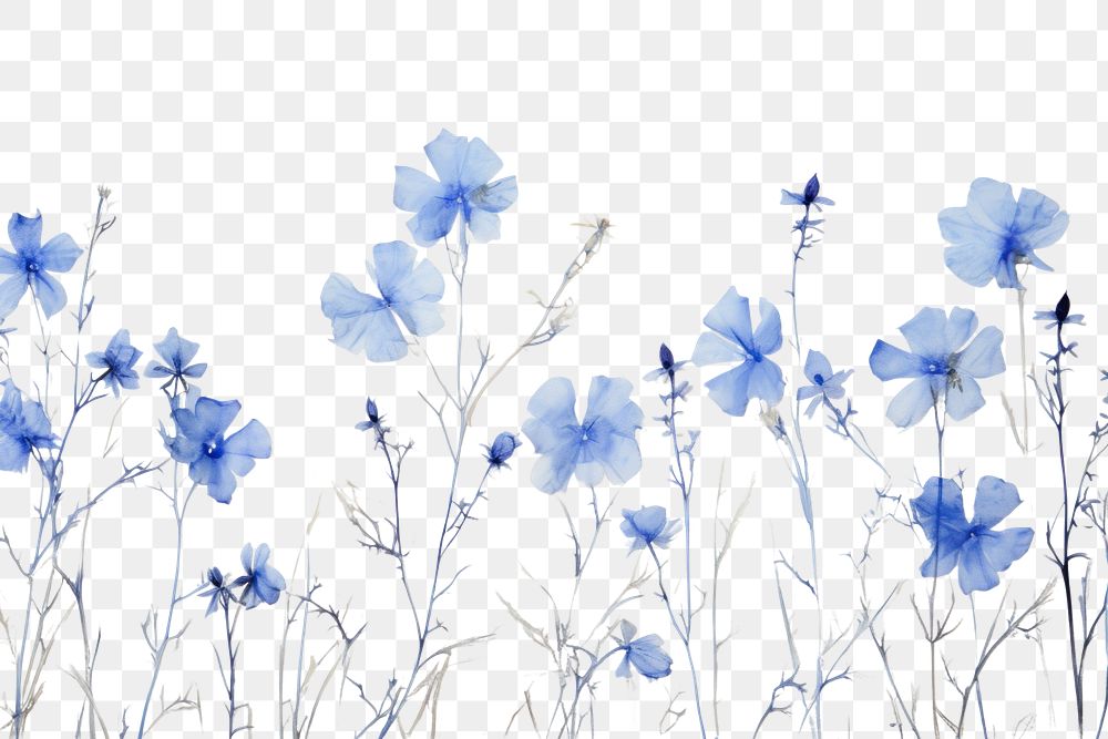 PNG  Eal pressed blue flowers backgrounds outdoors nature.