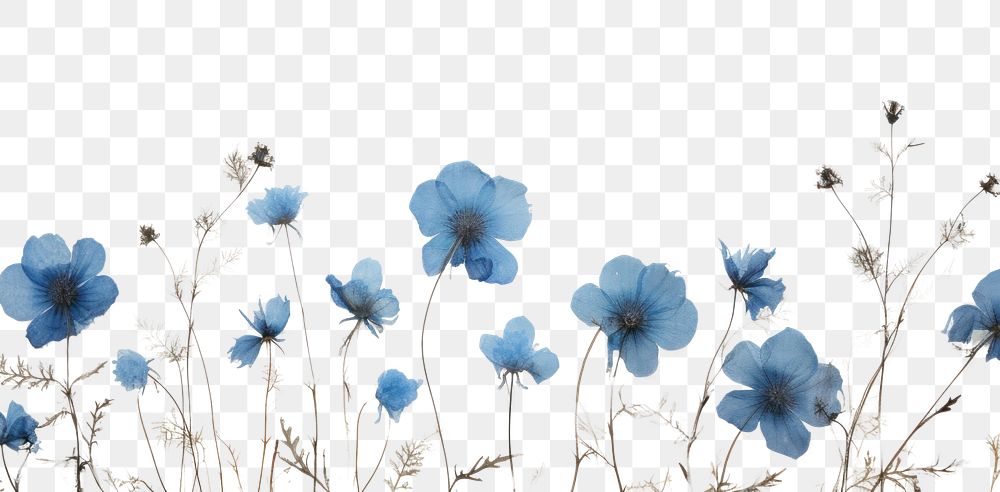 PNG  Eal pressed blue flowers backgrounds plant petal