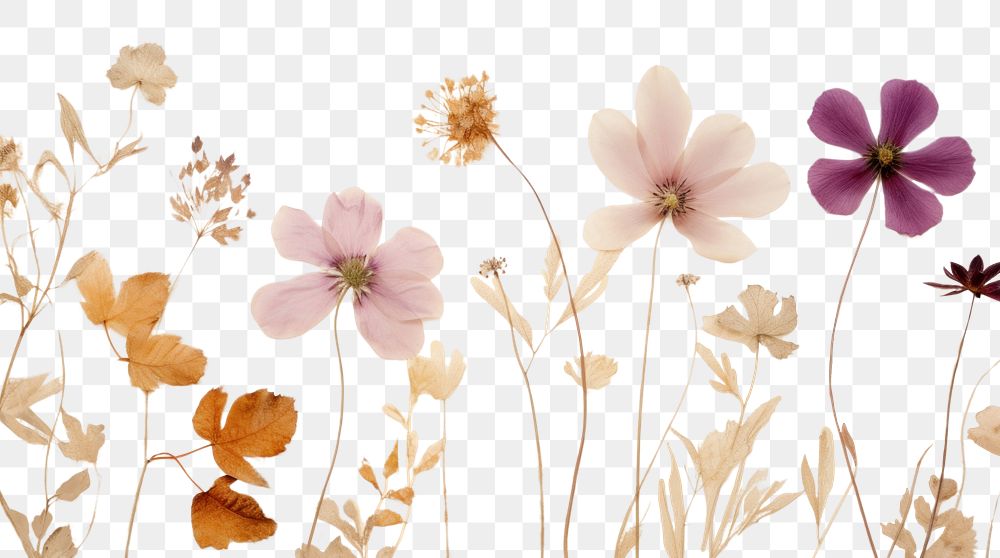 PNG  Real pressed chinese flowers backgrounds pattern petal