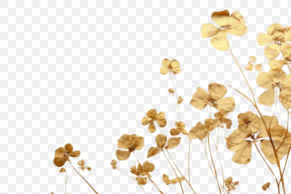 PNG  Real pressed gold flowers backgrounds nature plant.
