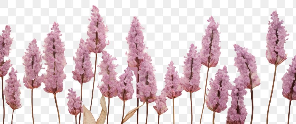 PNG  Real pressed hyacinth flowers backgrounds lavender blossom.