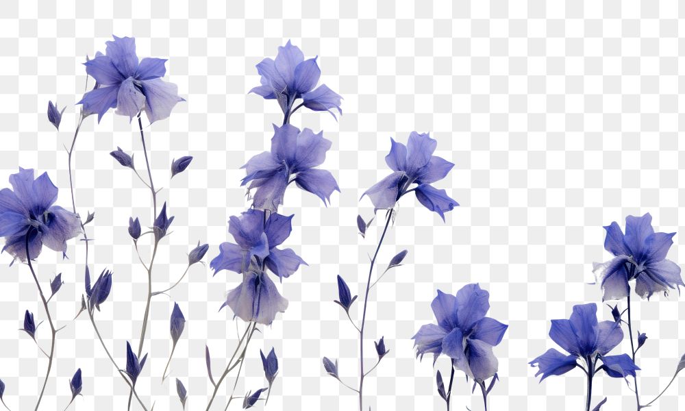 PNG  Real pressed larkspur flowers lavender purple petal.