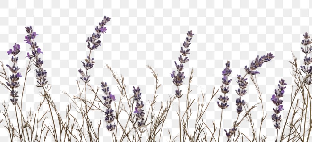PNG  Real pressed lavender flowers backgrounds textured purple.
