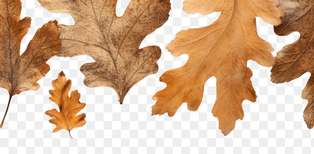 PNG  Real pressed oak leaves backgrounds textured plant.