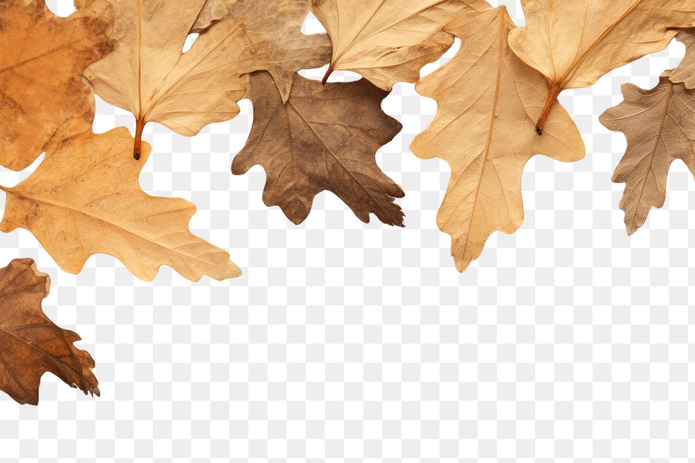 PNG  Real pressed oak leaves backgrounds maple plant.
