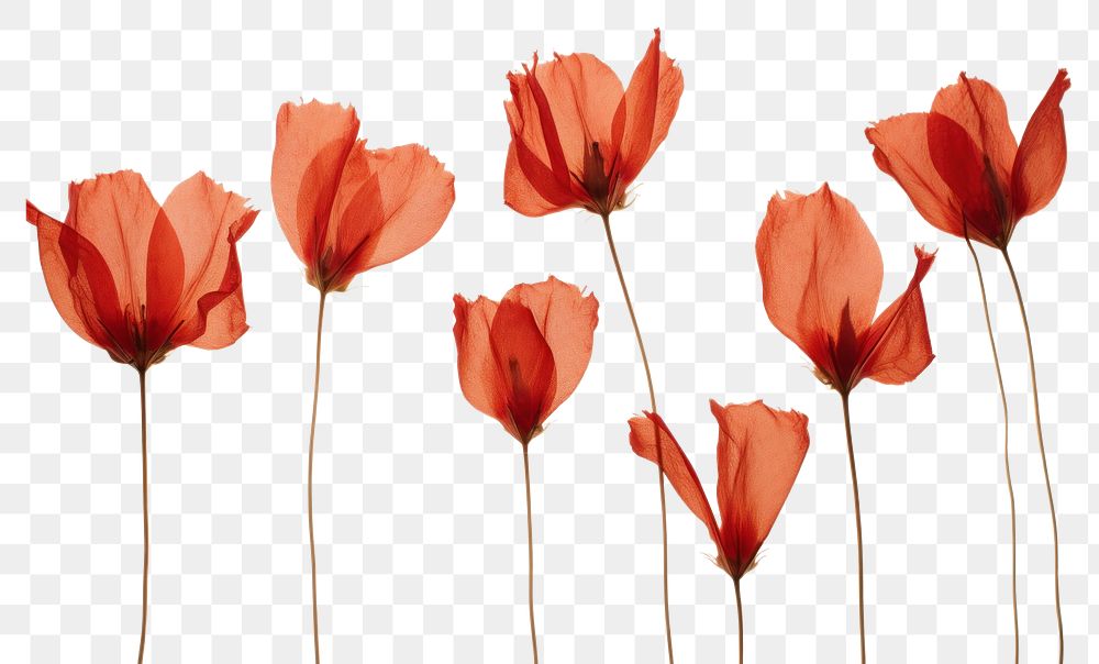 PNG  Real pressed red tulip flowers petal poppy plant.