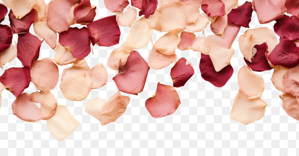 PNG  Real pressed rose petals flower backgrounds plant.