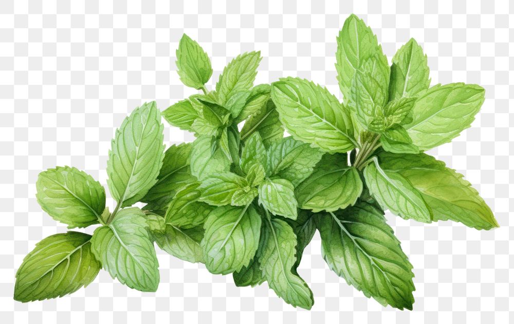 PNG Mint herb herbs plant leaf.