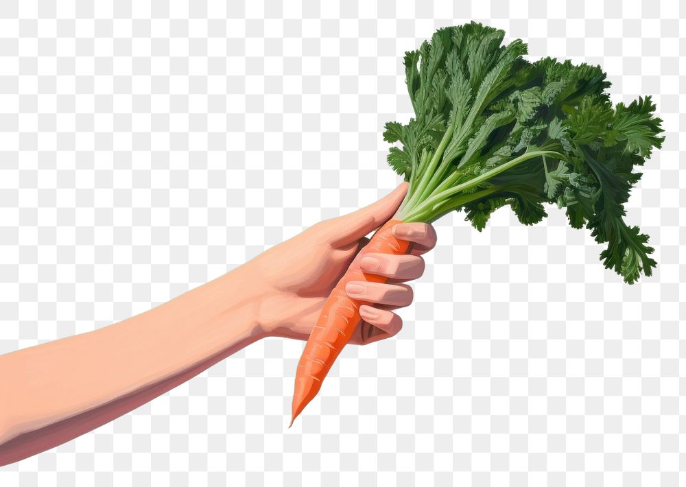 PNG Hand holding carrot vegetable plant food.