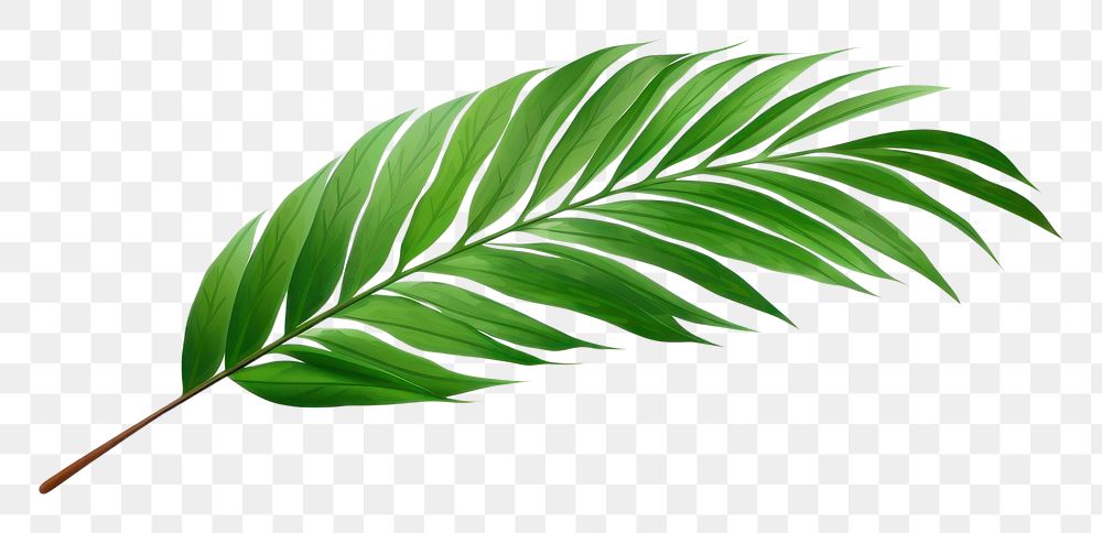 PNG Palm leaf plant green tree.