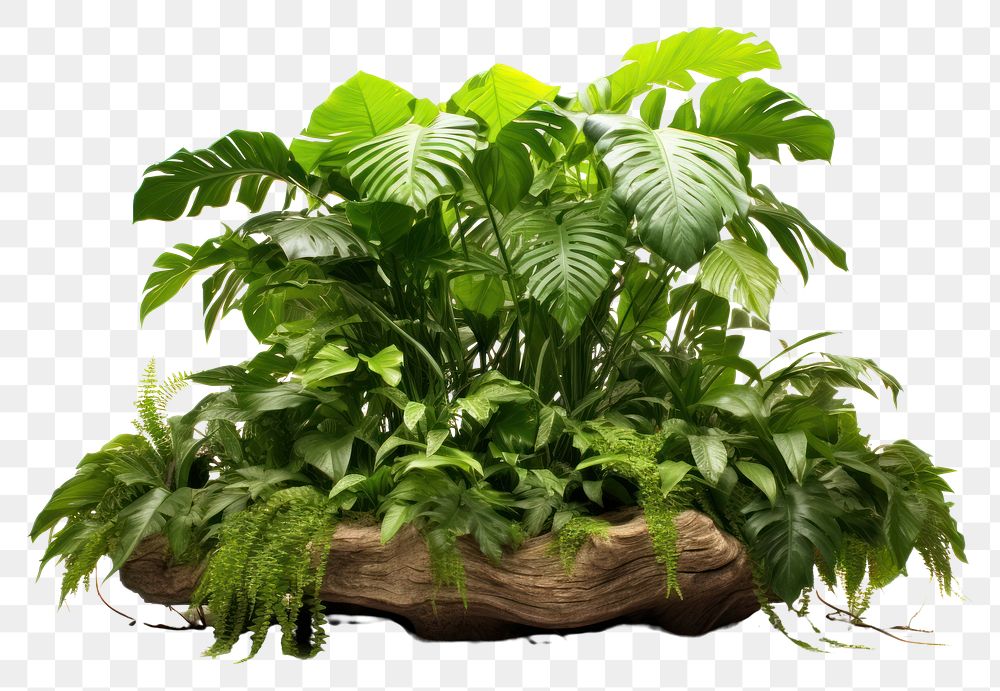 PNG Amazon Rainforest plant green leaf.
