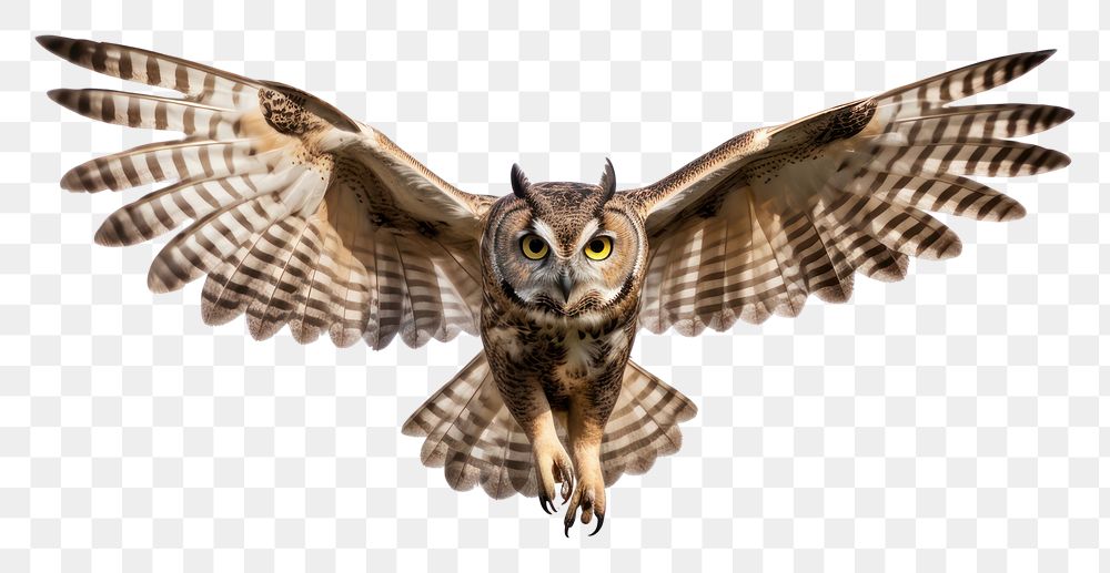 PNG Owl animal flying bird.