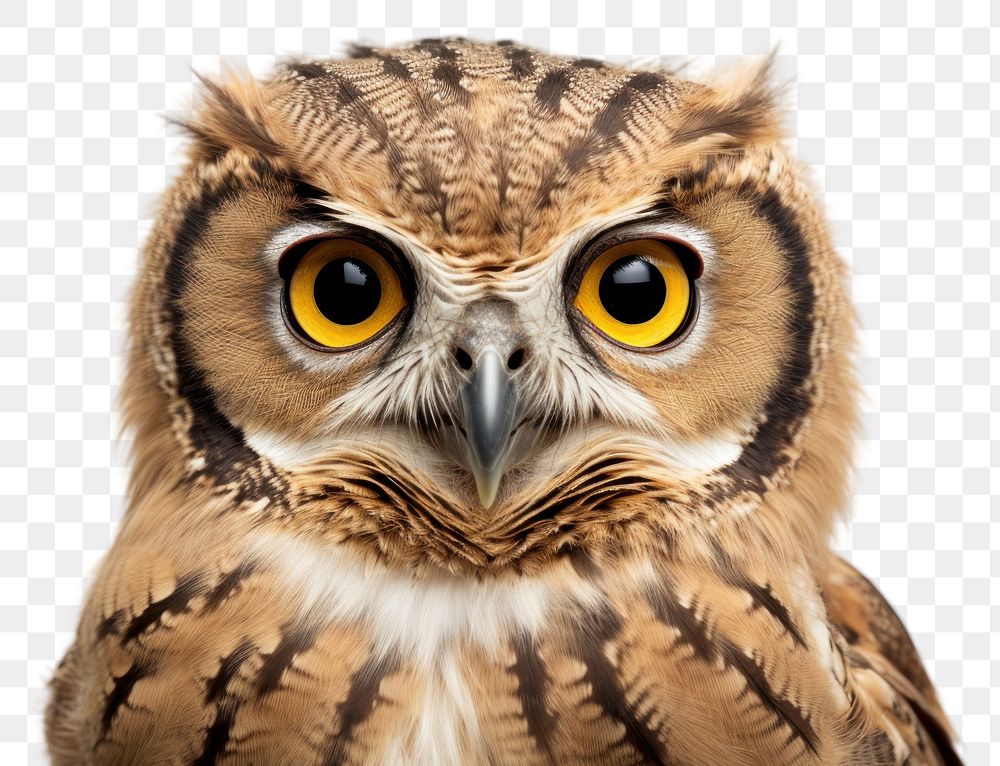PNG An owl animal beak bird.