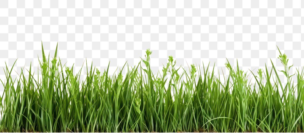 PNG Grass border backgrounds outdoors plant.
