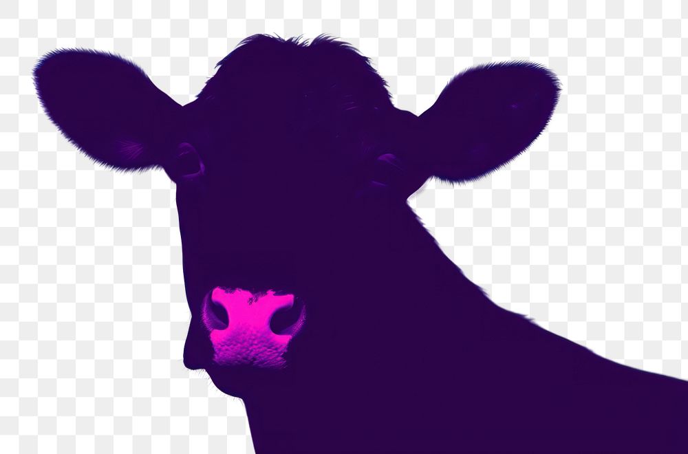 PNG  Cow portrait livestock mammal animal.