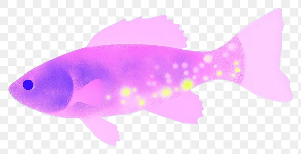 PNG  Fish animal underwater undersea.