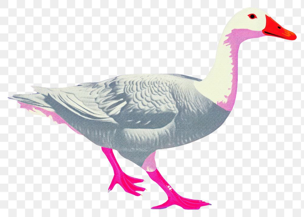 PNG  Goose animal bird anseriformes.
